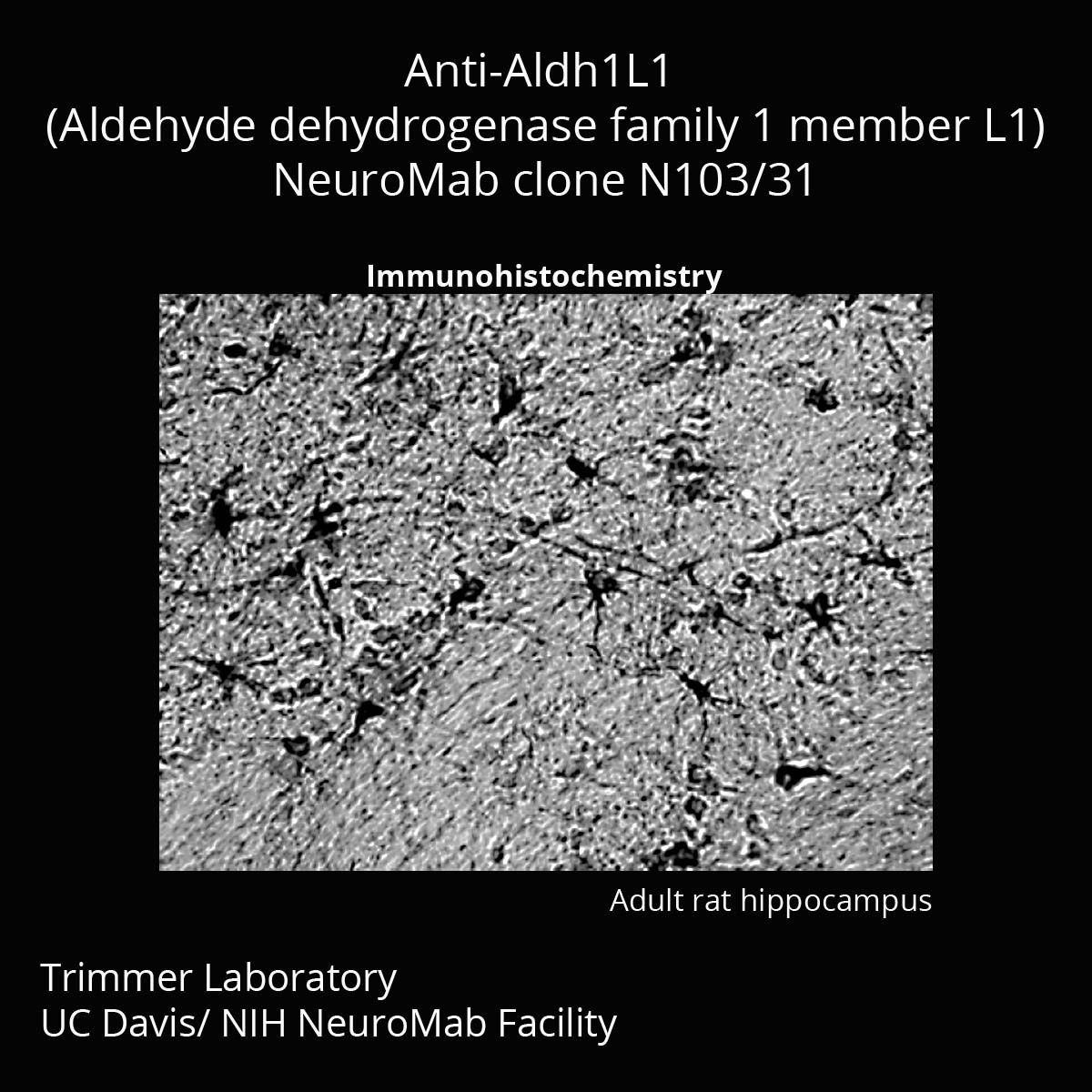 Aldh1l1 Antibody (N103/31) - DSHB